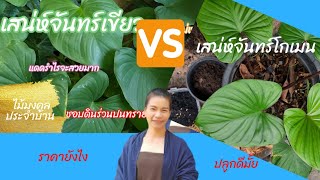 เสน่ห์จันทร์โกเมน vs เสน่ห์จันทร์เขียว ไม้น่าสะสม