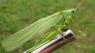 Zeleni Skakavac - Green Grasshopper