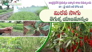 మిరప సాగులో  తెగుళ్ళ యాజమాన్యం | Diseases Control in Chilli Crop