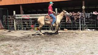 Sold 369- buckskin QH mare