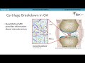 BrainMap: Advancing Musculoskeletal MRI with Theoretical and Computational Signal Modeling