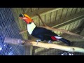 Toco Toucan Croaking Sound