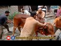 Big Cow qurbani #2023 in Gujranwala || Gujranwala Camel Mandi By Rehan Sarfraz