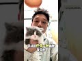 千万别养拿破仑矮脚？！ 猫咪 猫咪日常 猫里猫气 cat cutecat petgram 猫 pets