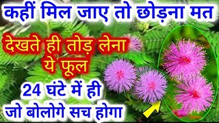 छूईमुई/लाजवंती से जुड़े असरदार टोटके// Shy Plant |Touch me not Plant