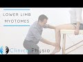 Lower Limb Myotomes | Clinical Physio