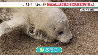 「ゴマフアザラシ」の赤ちゃんはなぜ白いの？飼育員に聞いてみた名前の由来はやっぱり「胡麻」（静岡県）