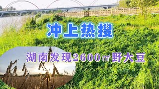 超2600㎡！湖南发现大片野大豆群落，比雪莲贵重，可解决进口依赖