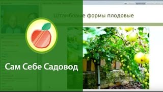 Как выращивать штамбовые формы смородины, лещины и других