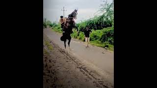 Black Viral Stallion Meghraj || Real horse 🐎 Jump Power 💪|| new Viral Video || #Shorts #Viral #Trend