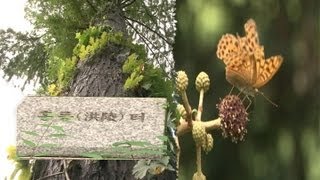 VISIT SEOUL-서울기행2 홍릉수목원(Hongneung Arboretum)