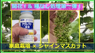 開花しました！種なし処理第一弾！【シャインマスカット2024年No12 家庭菜園のど素人による栽培】#シャインマスカット #アグレプト #ストレプトマイシン #家庭栽培  2024年05月05日