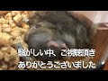 眠ってる赤ちゃんハムスターが動かず可愛い【生後21日目】甥っ子が遊びに来てます。