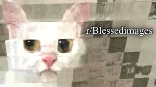 r/Blessedimages | CAT.