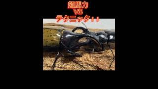 ［カブトVSクワガタ］フォルスターフタマタクワガタVSヘラクレスオオカブト　［クワガタ相撲］ #shortvideo