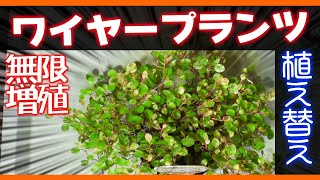 【ガーデニング】ワイヤープランツ植え替え