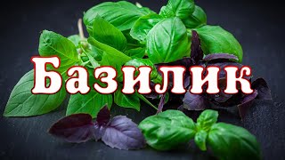 Специи. БАЗИЛИК или РЕГАН. ARGoStav Kitchen /ENG SUB