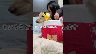 愛しすぎて愛犬に逃げられた女w【dachshund】#shorts