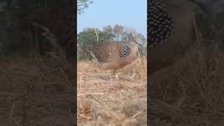 លលកធ្នាក់ពូកែហៅ (លលកយំ)#shortvideo #pigeon #bird #birdsinging #shorts