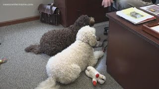 Dog-friendly offices in Maine