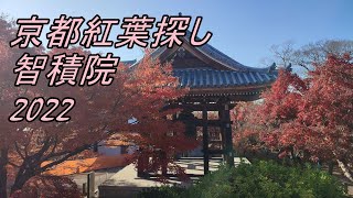 智積院 紅葉さがし 京都2022年11月28日 kyoto japan chisyaku-in autumn leaves