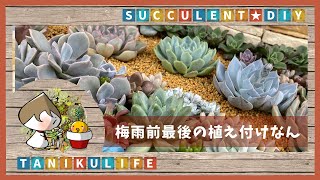 【多肉植物】花壇の進捗こんなんですねん｜多肉の色の話 ー野良猫対策花壇ー【succulent】#7