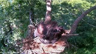 DH15 Comes Down To Eat!  - Dale Hollow Eagles - May 21, 2022