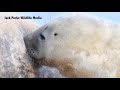 grey seals on a norfolk beach