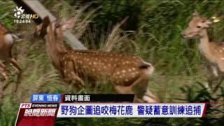 梅花鹿被狗追擊 警疑蓄意訓練獵犬追捕 20170205 公視晚間新聞