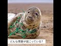 海洋汚染とは？原因や環境への影響、現状について解説！