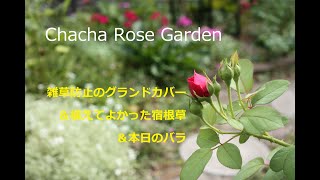 【ガーデニング】植えっぱなしで可愛い宿根草、グランドカバーと今日の可愛いバラ♫