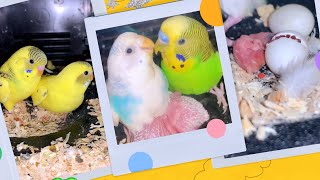 Baby Budgie Growth Stage Day1 to Day 30 |  Baby Budgies Growth Diary