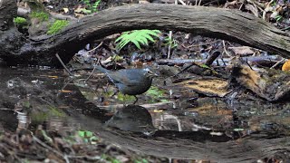 山中湖 大洞の泉のマミジロ（雄・若鳥）その１２（4K60P動画）