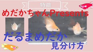 ダルマメダカ雌雄見分け方。