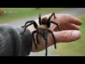 intersting facts about spider malayalam ചിലന്തിയെകുറിച്ചുള്ള വസ്തുതകൾ spider species