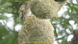 Black Breasted Weaver, building nest, Aug, 2023 NikonD500, 200 500mm @arvindography