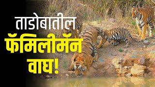 Tigers in Tadoba | फॅमिलीमॅन वाघ! ताडोबात दिसलं दुर्मीळ चित्र ,2 बछड्यांसह वाघाची संपूर्ण फॅमिली