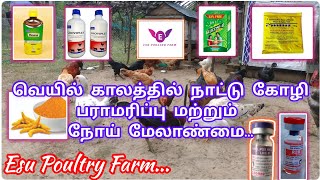 வெயில் காலத்தில் நாட்டு கோழி| பராமரிப்பு மற்றும் நோய் மேலாண்மை...@Esu-Poultry-Farm