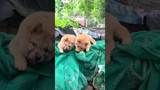 Two cute pups playing #shorts #dog #puppy #cute #animals #pets #petlove