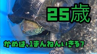 カメの餌やり、寿命は何年？　四半世紀、生き続けるクサガメとは　１万年も夢じゃない！？　turtle