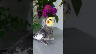 #夏季萌友季 #快手宠物天团 一辈子那么短开心最重要 #parrot #cuteparrot