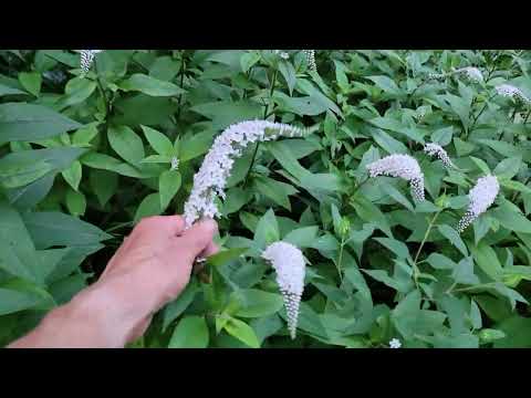 Is Lysimachia clethroides invasive?