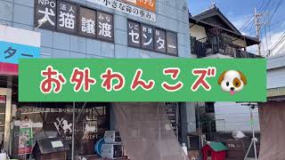 «里親募集中»広島本部のお外わんこズ🐶ご紹介！！