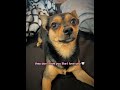 dogs have something to say … shorts cuteanimals dogs