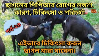 ছাগলের পিপিআর হলে কি করণীয় ||ছাগলের পিপিআর রোগের চিকিৎসা ||ছাগলের পিপিআর রোগের লক্ষণ ||পর্ব-২৪।