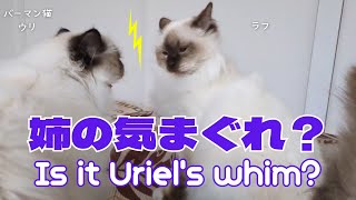 バーマン猫ウリとラフ【姉の気まぐれ？】Is it Uriel's whim?（バーマン猫）Birman/Cat