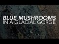 Blue Mushrooms In A Glacial Gorge with Adam Haritan