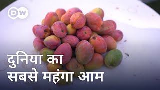 लाखों रुपये किलो बिकते हैं ये आम [World's most expensive mango]