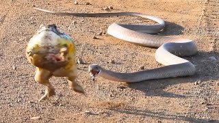 Brave Frog vs. Relentless Snake: A Heart-Stopping Battle for Survival