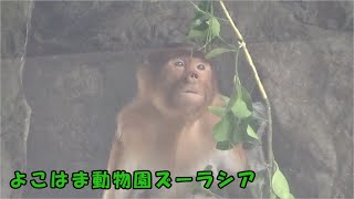 【よこはま動物園ズーラシア】テングザル